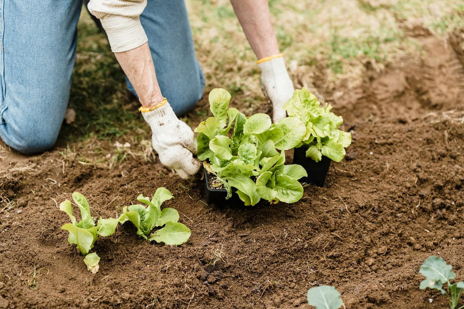Profesional de Jardinería trabajando